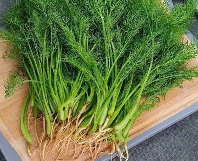 Thì là - rau gia vị quen thuộc như 'chất điều hòa tiêu hóa'